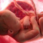 dezvoltarea-embrionului-uman