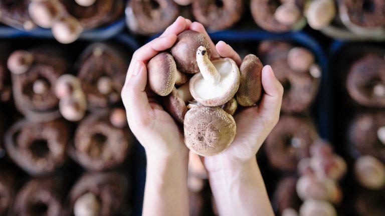 Beneficiile ciupercilor ca aliment și medicament