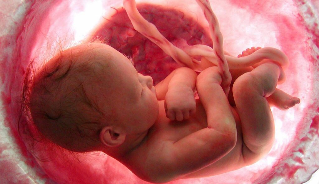 dezvoltarea embrionului uman