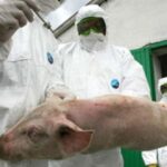 gripa porcina