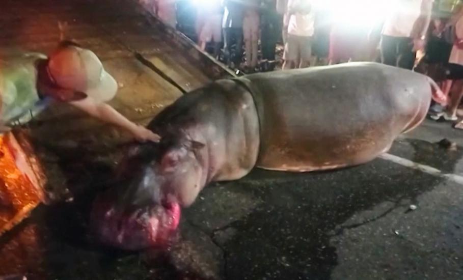 Unul dintre hipopotamii lui Pablo Escobar a fost lovit si omorât de un SUV
