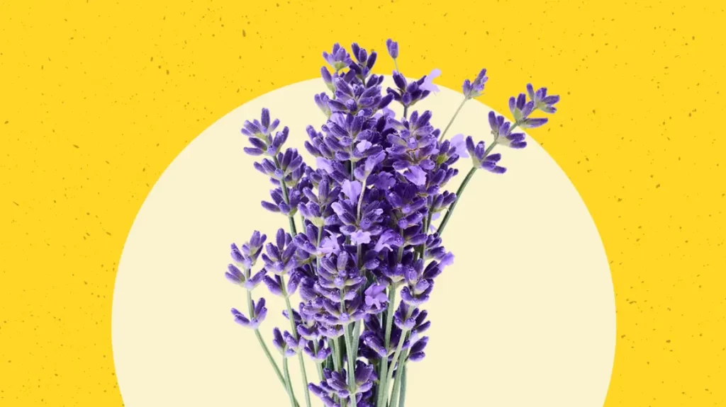 Descoperă cele 5 plante minune care îți vor înfrumuseța casa și te vor scăpa de mirosurile urâte!