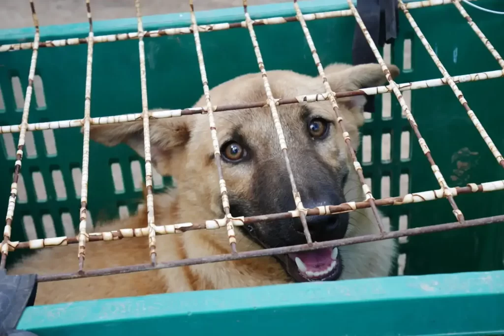 Coreea de Sud spune adio cărnii de câine: interdicție totală până în 2027.