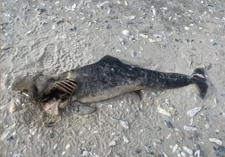 O descoperire macabră pe o plajă din Carolina de Sud: un cadavru adus de valuri.